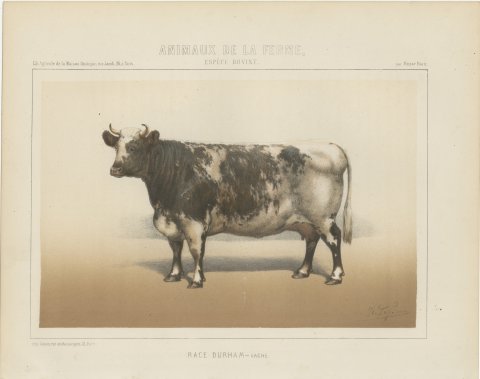 Durham Shorthorn Cow, British Cattle Chromolithograph by Olivier de Penne, 1863, view 2