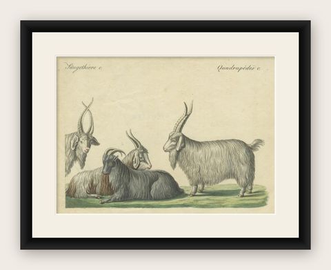 Handcolored Copperplate Engraving of Cashmere Goats and Sheep, Bertuch 1823, shown framed