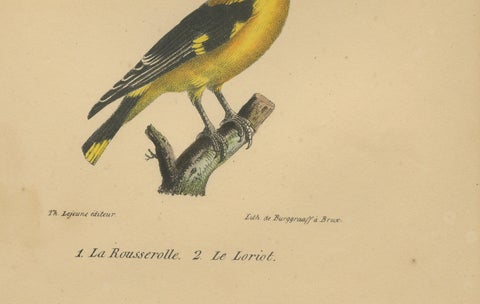 Golden Oriole & Reed Warbler, Antique hand-coloured lithograph, c.1828, close-up 1