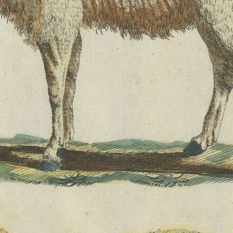 Patina Rich Hand Colored Antique Print of a Sheep and Ram, circa 1820, close-up 5