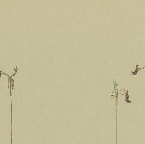 Antique Botany Print of the King-in-his-Carriage & Glossy-Leaved Hammer Orchid, close-up 1