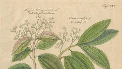 Antique Cinnamon Botanical Print, Laurus Cinnamomum & cassia, c.1831, close-up 1