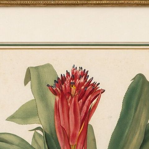 Antique Botanical Lithograph, Billbergia Thyrsoidea, de Vriese, 1856, close-up 6