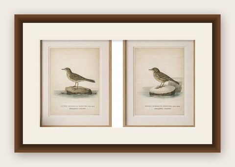 Minimalist Scandinavian Bird Lithographs, Nordic Alpine Pipit Study Pair, 1929, shown framed
