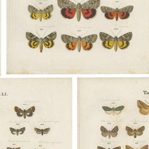 Set of 5 Antique Prints of Various Butterflies and Moths by Ramann, circa 1870, close-up 2