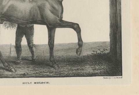 Muly Moloch, Antique Sporting Horse Lithograph, Hullmandel c.1840, close-up 3