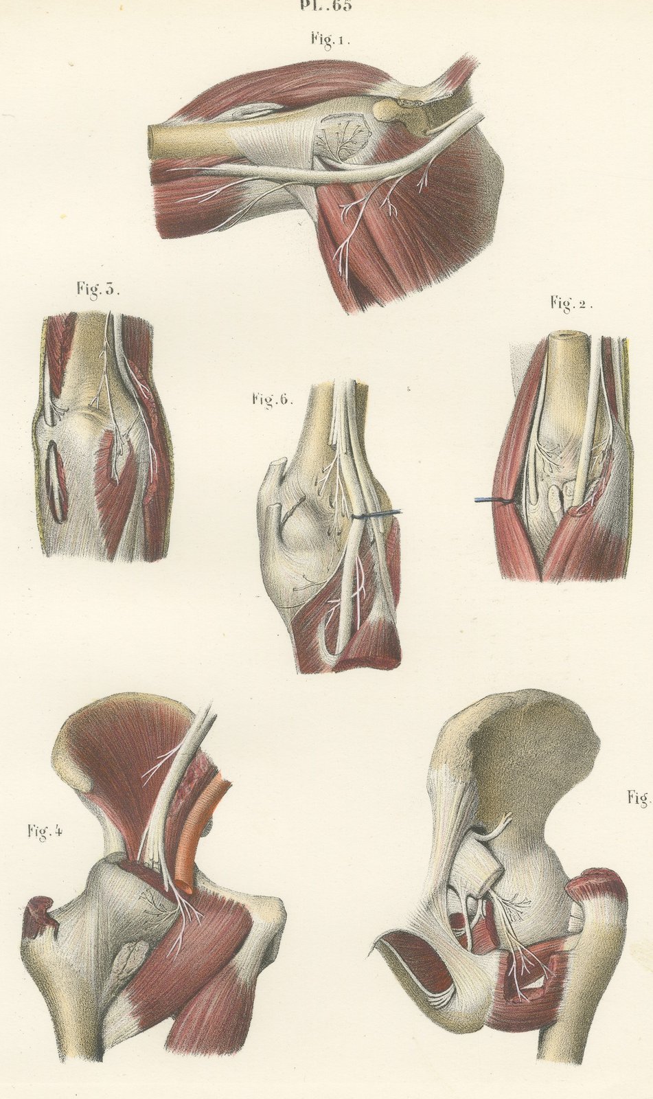 Nerves of the Joints, Antique Hirschfeld Anatomy Print, 1866