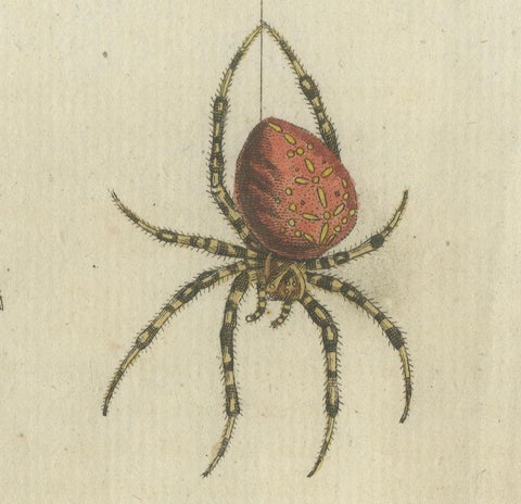 European Garden Spider Anatomy: Variations, Silk Spinnerets, and Mandibles, 1805, close-up 4
