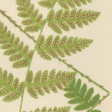 Antique Hand-Colored Fern Prints - Aspidium Acrostichoides, Cristatum, Rigidum, close-up 2