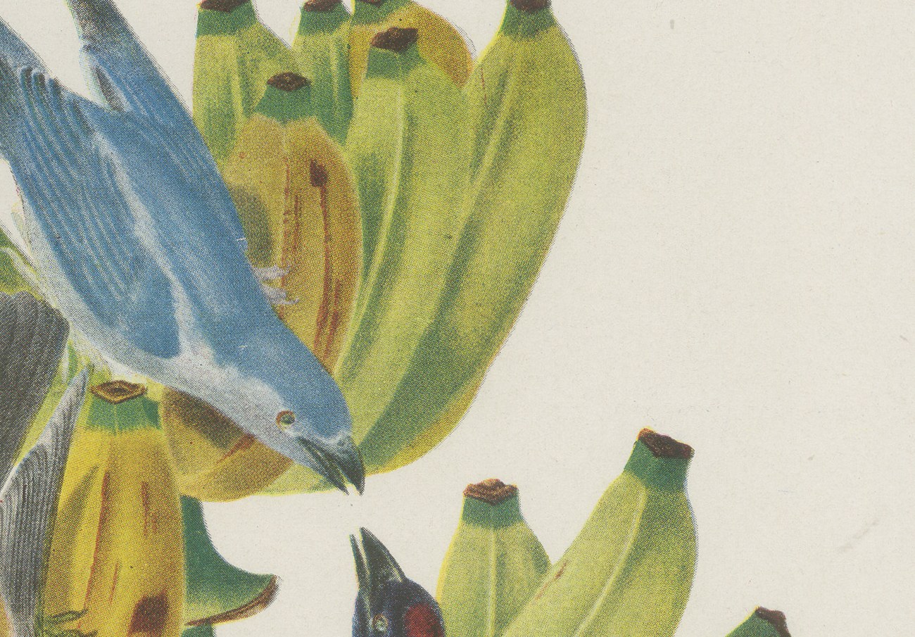 Tanagers on a Banana Plant, Brazilian Bird Print, Descourtilz, 1944, view 5