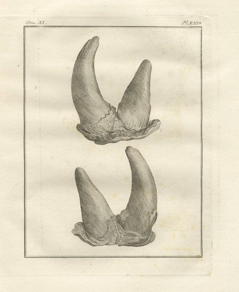 Antique Rhinoceros Horn Anatomy Engravings, Buffon Scientific Pair 1769, close-up 2