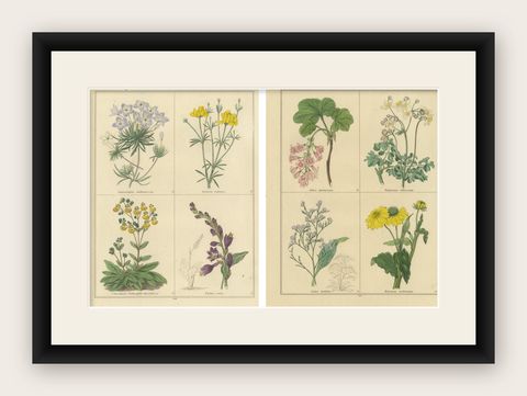 Pair of 1836 Hand-Colored Flower Prints from B. Maund’s Botanic Garden, shown framed