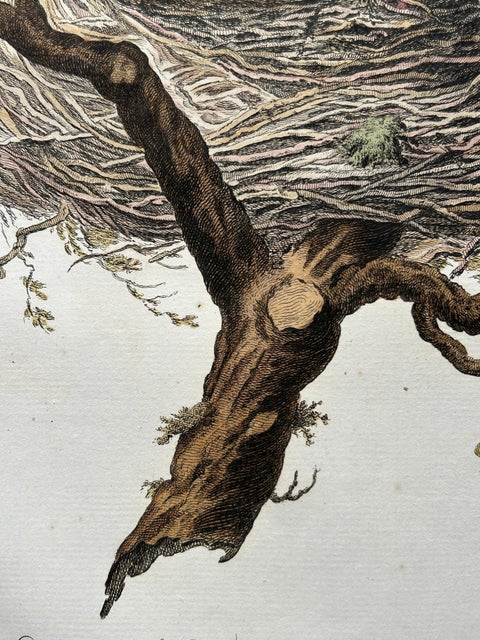 European Turtle Dove with Nest, Antique Bird Engraving, Nozeman & Sepp 1770, view 10
