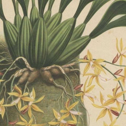 Large Orchid Illustrations of the Dutch East Indies: A Botanical Heritage, 1854, close-up 6