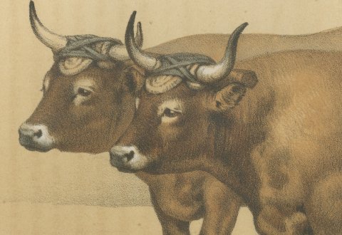 Cholet Oxen, French Cattle Breed, Antique Chromolithograph by Borie, 1863, close-up 1