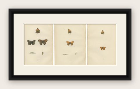 Whispers of Wings: A Butterfly Triptych Collage, 1890, shown framed