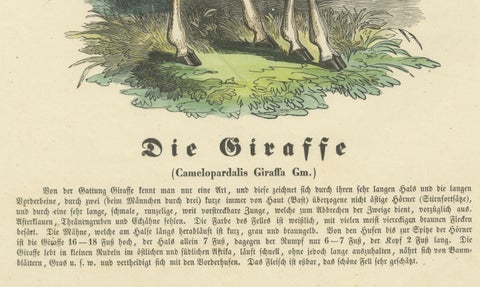 Die Giraffe (Giraffe) - Hand-Colored Zoological Print, Circa 1840, close-up 2