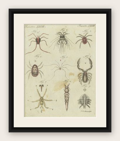 Mites and Spiders: Hand-Colored Engraving from Bertuch's Bilderbuch für Kinder, shown framed
