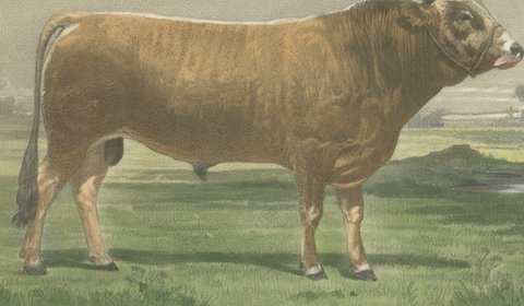 Parthenais Bull, Antique Cattle Print after Van Marcke, 1873, view 3