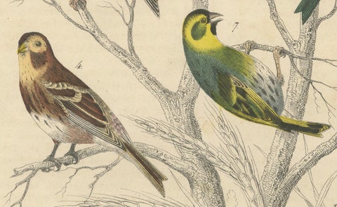 Finches and Sparrows: An 1849 Avian Assembly - A Hand-Coloured Lithograph, close-up 2