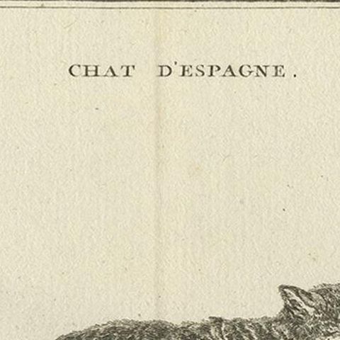 Antique Print of a Calico Cat by Fessard, 1819, close-up 1