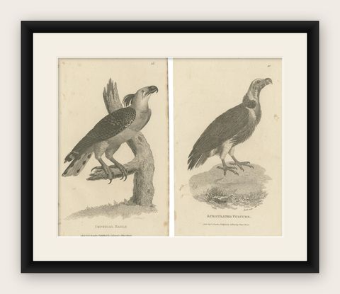 Set of 2 Antique Birds Prints of the Imperial Eagle and Turkey Vulture '1809', shown framed