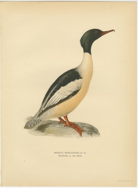 Antique Merganser Duck Lithographs Set of 6, Scandinavian Birds Sweden 1929, view 7