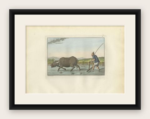 Chinese Farmer with Water Buffalo, Agricultural Scene, Ferrario Print of 1815, shown framed