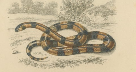 Snake Print of Coral Snake and Egyptian Cobra, c.1850, by Orbigny, close-up 3
