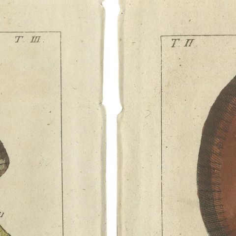 Set of 2 Antique Fish Prints, Common Torpedo Ray, Skate, Stingray, close-up 1