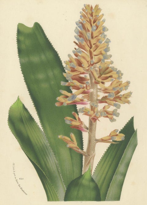 Blue-Flowered Aechmea Botanical Illustration by Louis van Houtte, 19th Century, close-up 3
