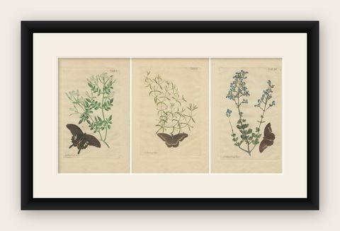 Rare Botanical Beauties with Butterflies, 1775 Plates from Meerburgh’s Garden, shown framed