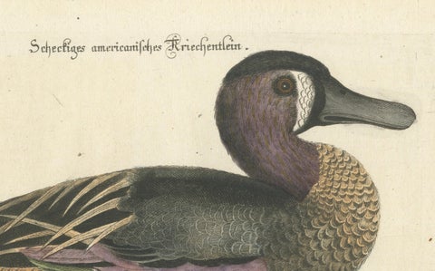 Hand-Colored Engraving of the American Variegated Teal by Seligmann, ca.1770, close-up 4