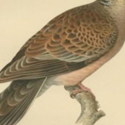 Antique Bird Print of the Oriental Turtle Dove, 1929, close-up 2