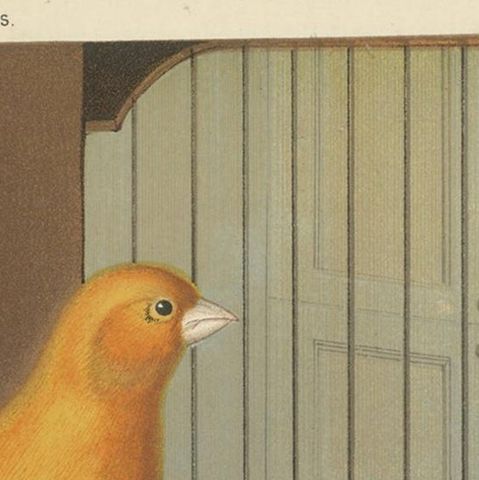 Antique Bird Print of the London Fancy Canaries, circa 1880, close-up 1