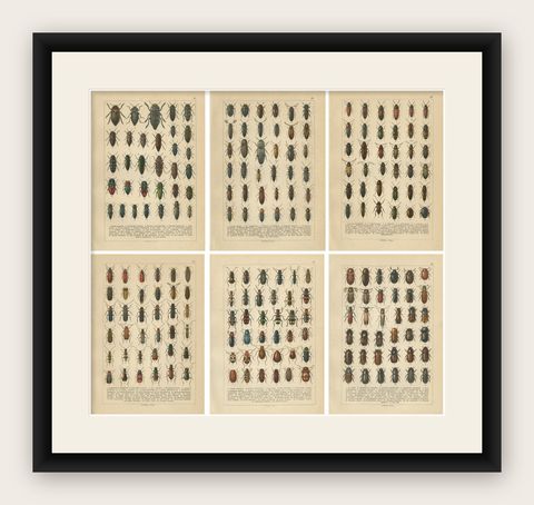 Antique Beetle Chromolithographs, European Coleoptera Plates, Calwer 1893, shown framed