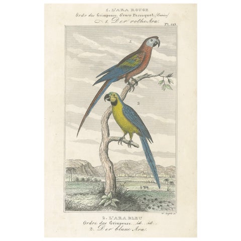 Small Hand-Colored Print L'Ara Rouge et Bleu Parrot from Buffon’s Histoire, 1770