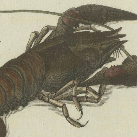 Fascinating Crustaceans and Marine Anatomy: Hand-Colored 19th-Century Engraving, close-up 5
