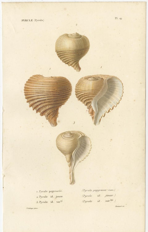 Set of 2 Antique Pyrula Shell Prints by Kiener, 'circa 1840', view 3
