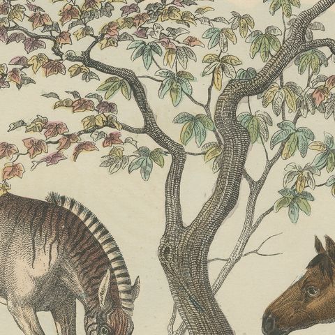 Antique Horse and Zebra Print with the Extinct Quagga, Kolb Mammals, circa 1890, close-up 3