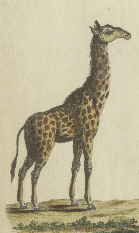 Antique Handcolored Engraving of Giraffes, c.1800, close-up 3