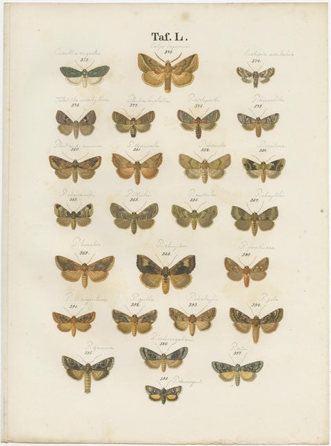 Set of 5 Antique Prints of Various Butterflies and Moths by Ramann, circa 1870, view 6