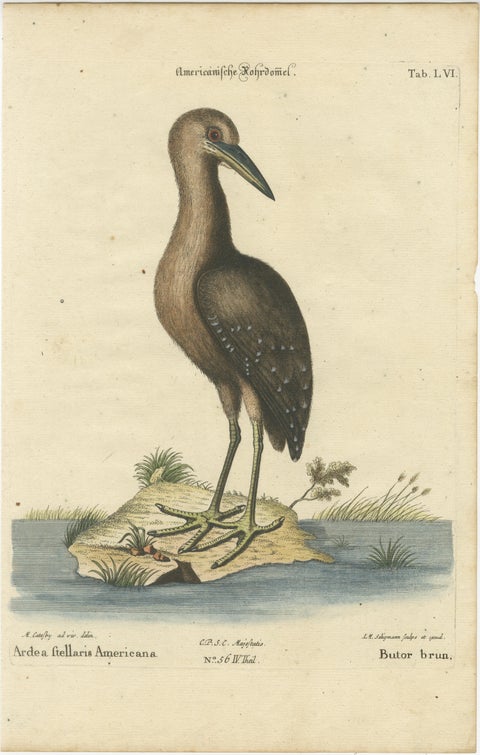 18th Century Hand-Colored Engraving of the American Bittern by Seligmann, view 2