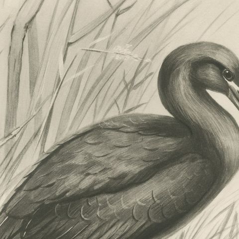 Glossy Ibis, Antique Bird Print after Lilian Medland, circa 1909, close-up 3