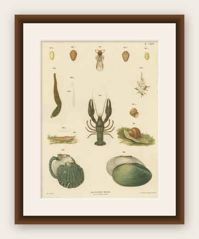 Large Antique Zoology Poster, Crayfish, Leeches, Snails, Insects c.1880, shown framed