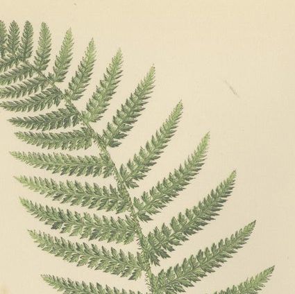 Antique Hand-Colored Fern Prints - Aspidium Species - 19th Century Botanical Art, close-up 1