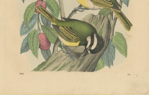 1862 Trio of Yellow-Breasted Tits - Rare Hand-Colored Lithograph from Hoffmann, close-up 1