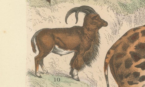Ungulates Print: Giraffe, Camel, Bison & Antelope, Antique 1867, close-up 1