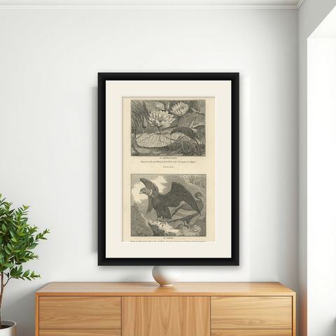 Antique Print of Egyptian Lotus and a Condor Bird, 1835, shown framed on a wall