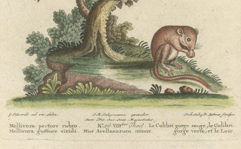 Hand-Colored Engraving of Hummingbirds and Dormouse by Seligmann, ca.1770, close-up 1